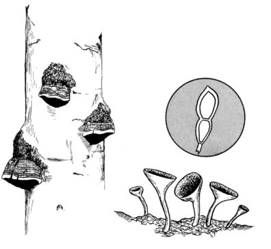 Line drawings of mushrooms