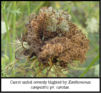 Carrot umbel with the text carrot umbel severely blighted by Xanthomonas campestris pv. carotae